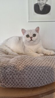 Britská stříbřitá s PP