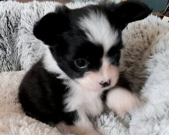 Jorkšír Biewer x čivava