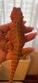 Agama vousata- Hypotrans Coral