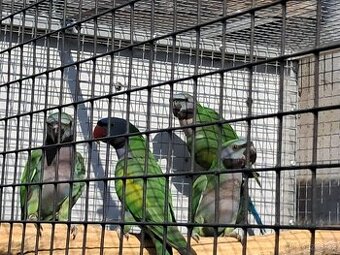 Alexandr čínský - 1