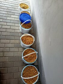 Vařená Kukuřice a řepka