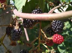 beztrné  ostružiny a stáleplodící maliny