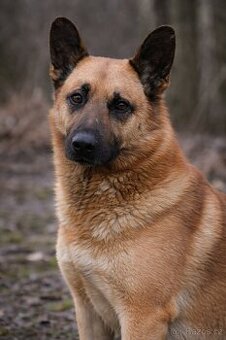 Archanas hledá domov - 1