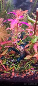 Prodám krevetky blue dream