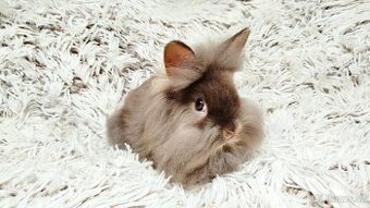 Zakrslý králík, králíček -(lvíček)-LINDA