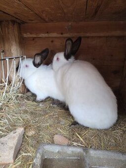 Kalifornský králík