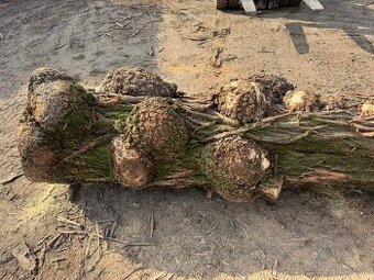 Akátový kmen s boulemi