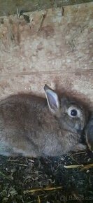 Zakrslý králik