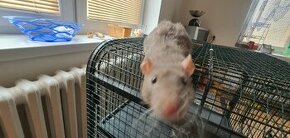 Potkan šedý