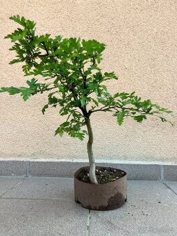 Bonsai, Bonsaj, jamadori, hloh