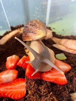 Oblovka síťkovaná (Lissachatina reticulata) 🐌