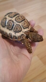 Želva pardáli geochelone pardalis