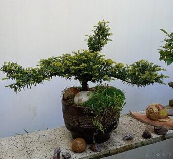 Tis červený bonsai