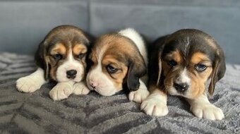 Štěňata bígl, štěně beagle tricolor (1xrezervace) - 1