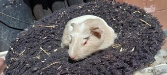Cuy morce (samička)