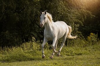 Valach appaloosa