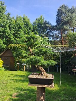 Bonsaj,bonsai Modřín