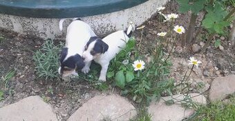 Štěňata Jack Russell Teriér