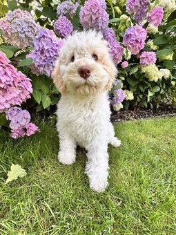 Lagotto Romagnolo (Italský vodní pes) s PP