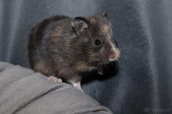 Křeček syrský