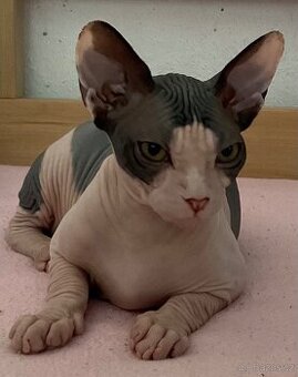Prodám kanadského kocourka sphynx