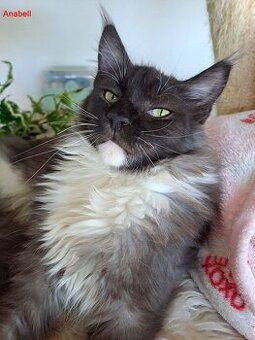 Mainská mývalí  s PP