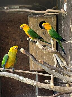 ARATINGA SLUNEČNÍ JENDAJ