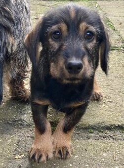 Nabízím štěně jezevčíka (kříženec drsnos. a krátkosrstý)