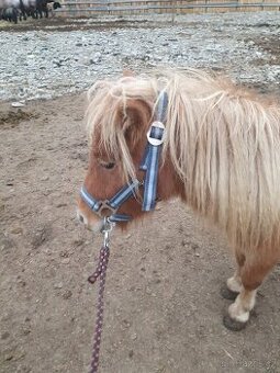 shetland pony s PP