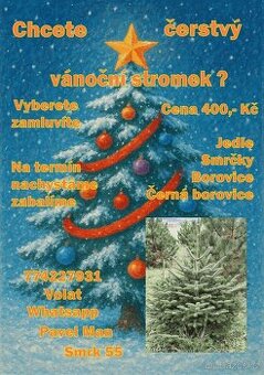 Vánoční stromek - čerstvý