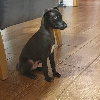 Italský chrtík s PP