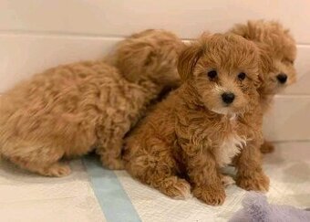 Maltipoo