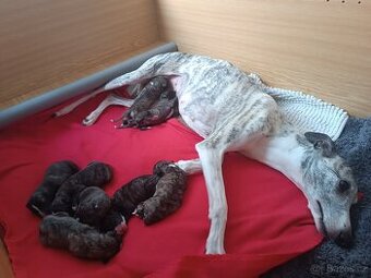 Vipet/Whippet - prodej štěňata s PP