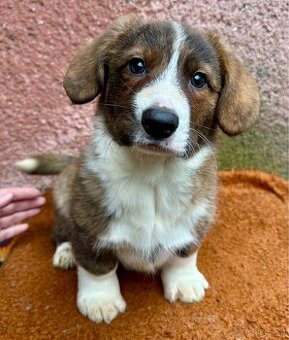 Welsh Corgi cardigan s PP