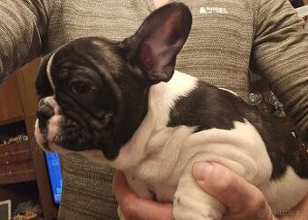 Francouzský buldoček - 1