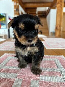 Jorkšírský teriér s PP