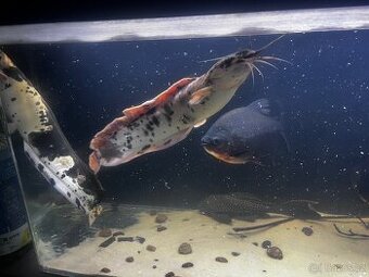 Pirane a keříkovec žabí