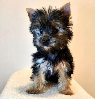 Jorkšírský teriér