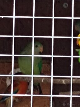 Papoušek nádherný a Alexandr čínský