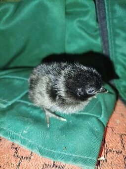 Kuřata Ayam Cemani