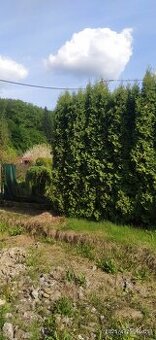 Thuje