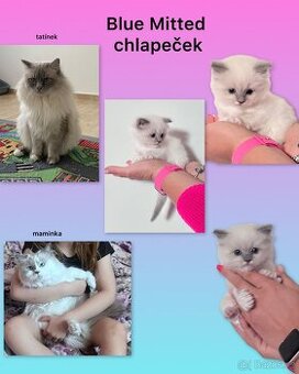 Ragdoll kotě