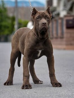 Bandog fenka - 1