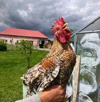 Bílefeldské slepice zdrobnělé - kohout