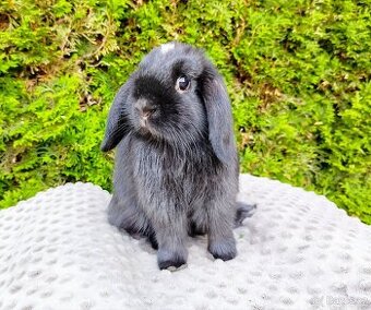 Zakrslý beránek, králíček, králík - ELLA
