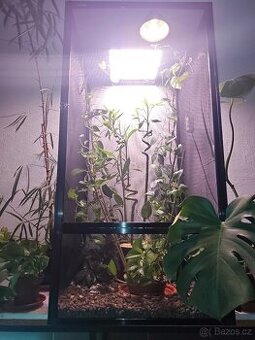 Chameleon