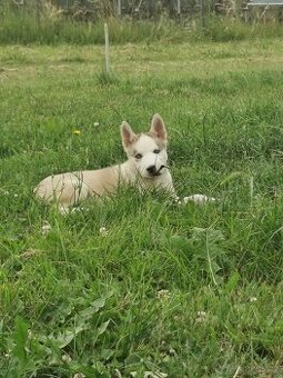 Sibiřský Husky - štěňátka