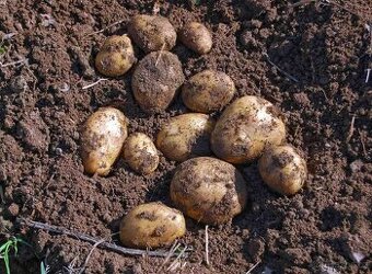 Brambory na uskladnění