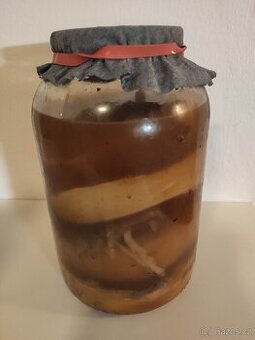 Kombucha