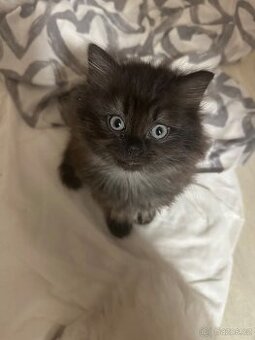 Prodám britskou kočičku